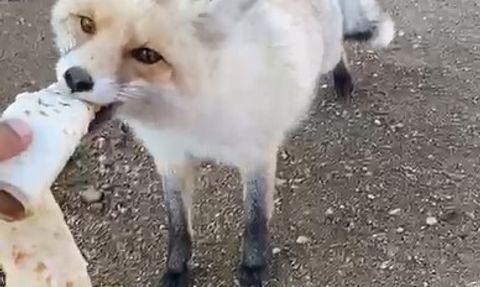 Pomza Ocağının Maskotu: 3 Yıllık Tilki Dostluğu