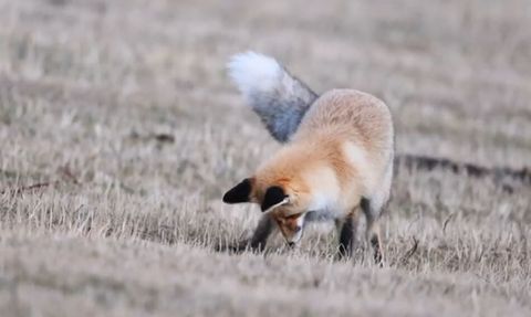 Posof'ta kızıl tilkinin fare avı kamerada