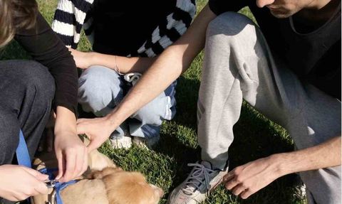 Sakarya'da Pati İzi Projesiyle 500 Sokak Hayvanı Sahiplendirildi