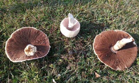 Samsun kırsalında 'içi kızıl' dev mantarlar görüldü