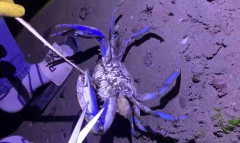 Samsun sahilinde nadir görülen mavi yengeç İncesu'da bulundu