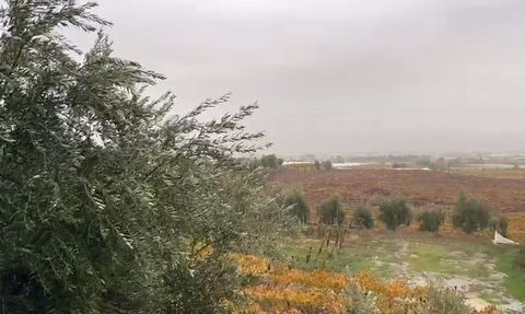 Sarıgöl’de beklenen yağışlar bağ ve tarlalara can suyu oldu