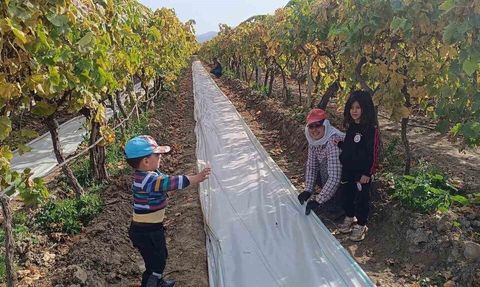 Sarıgöl'de örtü toplama işleri yoğunlaştı