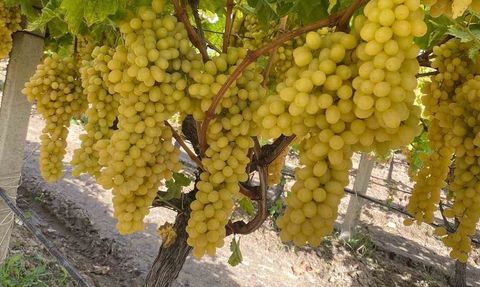 Sarıgöl'de örtüaltı Sultaniye üzüm hasadı devam ediyor