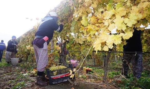 Sarıgöl’de Sultaniye Üzümü Hasadı Kasım Ayında da Sürüyor