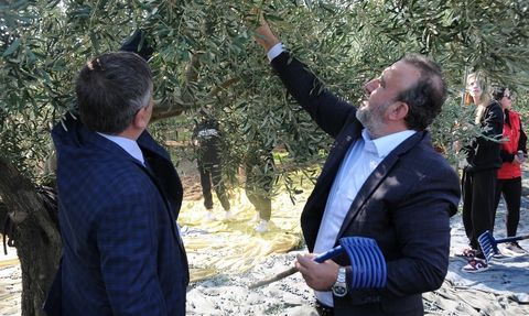 Şarköy'de Zeytin Hasadı Etkinliği Gerçekleştirildi