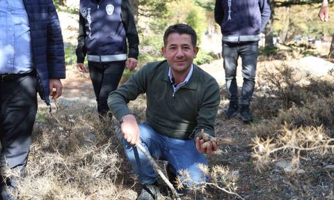 Sedir Mantarı: Japonların Gözdesi ve Yerel Ekonominin Yükselen Değeri