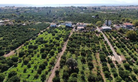 Seferihisar'da Satsuma mandalinası hasadı başladı, rekolte yükselişi dikkat çekiyor