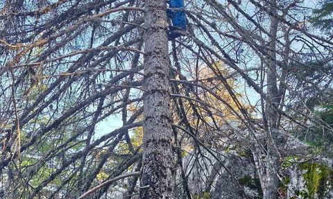 Seydişehir ormanlarında istiridye mantarı avı ağaç tepelerine taşınıyor