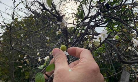 Sinop'ta Kasım ayında erik ağacı çiçek açtı ve meyve verdi