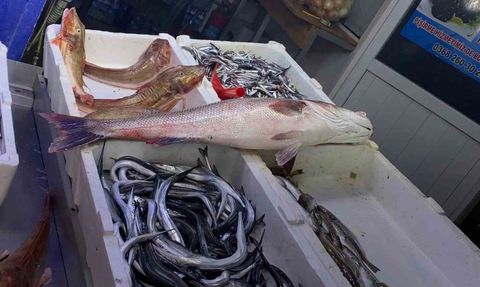 Sinop'ta oltayla yakalanan 6 kiloluk deniz levreği 9 bin liraya satıldı