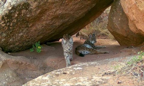 Sivas'ta fotokapanla kaydedilen nadir vaşak ailesi