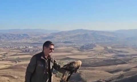 Sivas'ta tedavi edilen şahin doğal yaşamına salındı