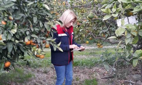 Söke’de Akdeniz meyve sineği popülasyonunda artış tespit edildi