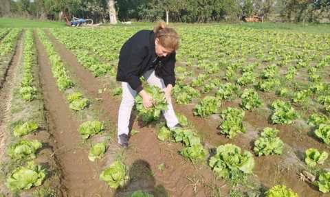 Söke'de marul tarlalarında hasat öncesi pestisit kalıntı izlemesi