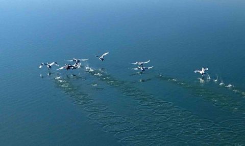 Süphan Dağı Eşliğinde Arin Gölü'nde Kuğu Dansı