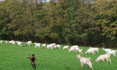Süt otu hibesi İzmit’te meraları canlandırdı