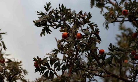 Tatvan'da Alıç Hasadı Zorlu Geçiyor