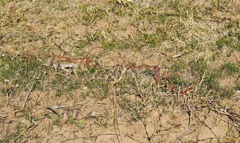 Tatvan’da Nadir Kırmızı Yılan Bulundu