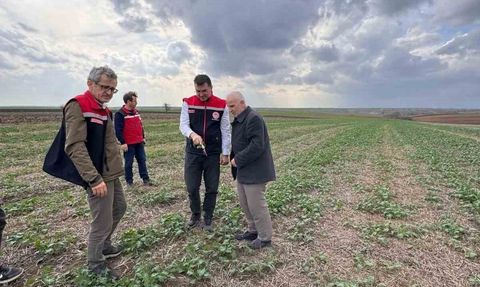 Tekirdağ'da anıza kanola ekimi yerinde denetlendi