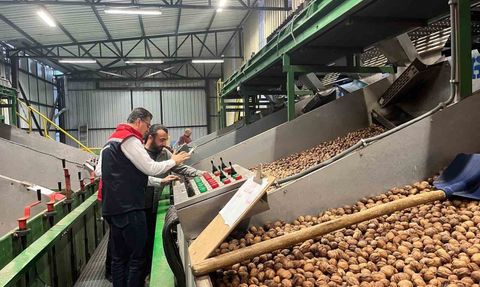 Tekirdağ'da Özel Ağaçlandırma ile ceviz üretimi büyüyor