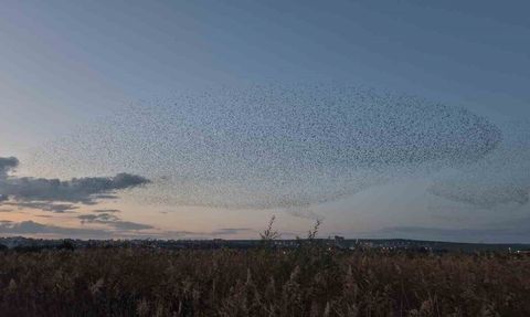 Tekirdağ Süleymanpaşa'da Sığırcıkların Senkronize Dansı