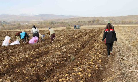 Tercan Ovası’nda kışlık patates hasadı sürüyor