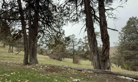 Tokat’ın Günçalı Köyü’nde Şehit Hatırası Olarak Korunan Orman
