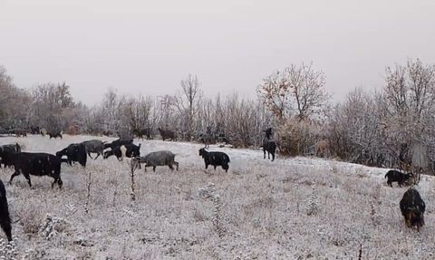 Tokat Reşadiye'de Çobanın Kar Altında Söylediği Türkü Sıcacık Görüntüler Yarattı