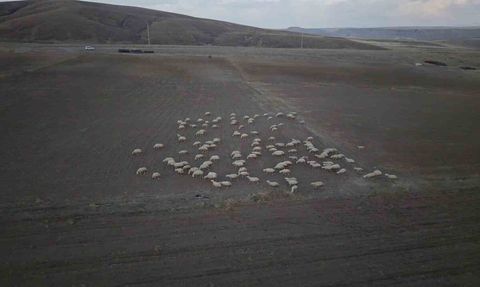 Tomarza'da 'Koyunlar Artıyor, Meralar Şenleniyor' sürüleri büyüttü