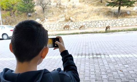 Tunceli Çemişgezek’te Dağ Keçileri Sonbahara Renk Katıyor