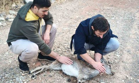 Tunceli'de 2 kuzen yaralı yavru dağ keçisini 3 kilometre sırtında taşıdı, hayvan yolda can verdi