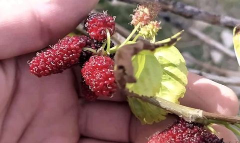 Tunceli'de Kırmızı Dut Ağacı Mevsiminde Şaşkınlık Yarattı