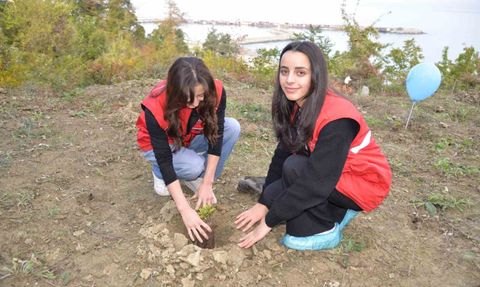 Türkeli'de 11 Kasım Milli Ağaçlandırma Günü'nde fidanlar toprakla buluştu