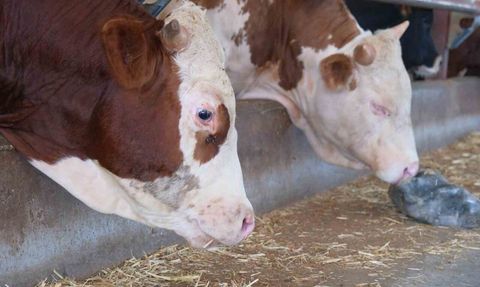 USDA raporu: Türkiye’de yıllık 400-500 bin buzağı kaybı