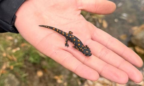 Van Bahçesaray'da nadir benekli semender görüldü