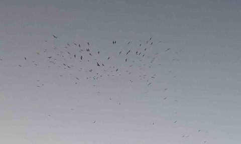 Van Gölü'nde sığırcıkların gün batımı dansı