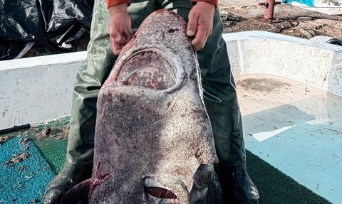 Yalova açıklarında 4 metre uzunluğunda pamuk cinsi köpek balığı ağa takıldı