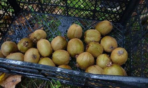 Yalova kivi üreticileri İran kivi ithalatından rahatsız