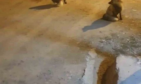 Yaylada 5 tilkinin dostu Rafet Hancı şehre dönemiyor