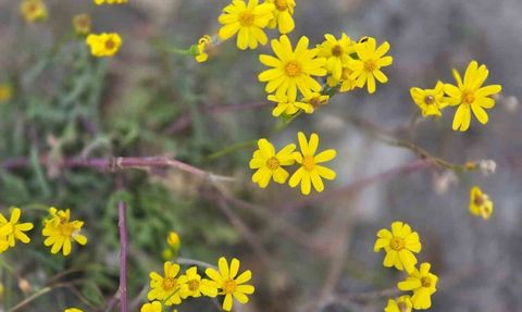 Yozgat’ta kasım sonunda beklenmeyen çiçeklenme