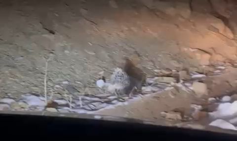 Yüksekova'da nadir görülen Hint oklu kirpi görüntülendi