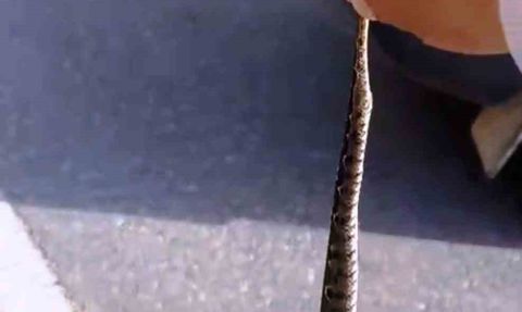 Zehirli Yılanı Eliyle Yakalayan Emekli İşçi