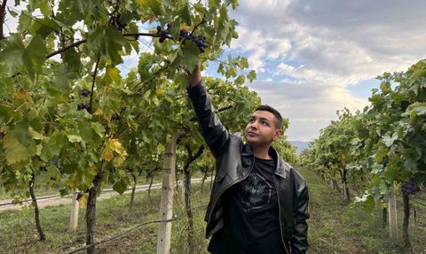 Zirai don Pamukova üzüm rekoltesini yüzde 80 düşürdü