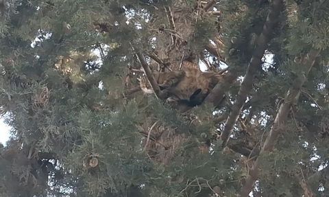 Adana'da köpekten kaçan kedi 3 gün ağaçta mahsur kaldı, itfaiye kurtardı