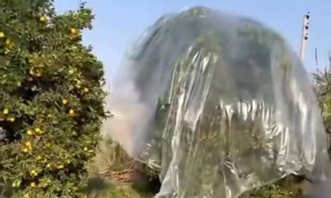 Adana'da mandalina üreticisi yağışa karşı ağaçları naylonla sardı