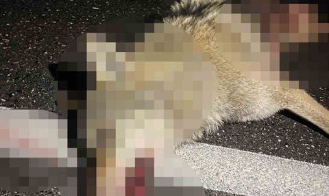 Adilcevaz'da araçların çarptığı kurt telef oldu