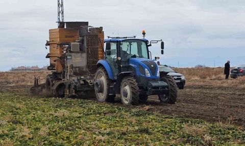 Adilcevaz'da şeker pancarı sökümü hız kazandı