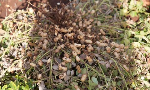 ADYÜTAYAM’da yer fıstığı hasadı ve sera denemeleri başarıyla tamamlandı