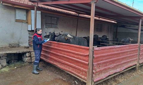 Afyonkarahisar'da 'Halk Elinde Anadolu Mandasının Islahı' sürüyor